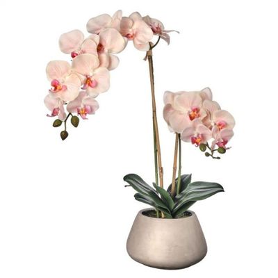 Orchid - Phalaenopsis in Cement Pot-24 Real Touch Petals (Peach)