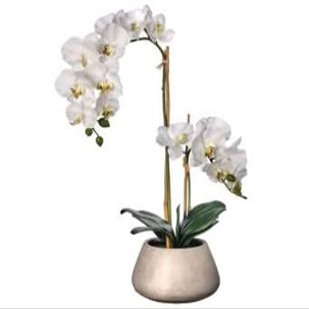 Orchid - Phalaenopsis in Cement Pot-24 Real Touch Petals (White)