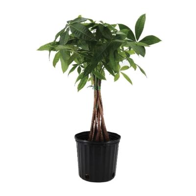 American Plant Exchange Money Tree 10-Inch Pot, Live Bonsai Houseplant, Easy Care Indoor Plant for Home, Office, or Garden Decor