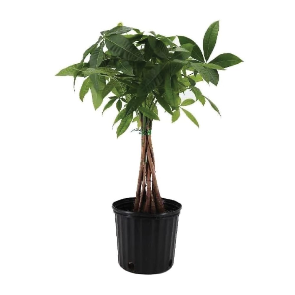 American Plant Exchange Money Tree 10-Inch Pot, Live Bonsai Houseplant, Easy Care Indoor Plant for Home, Office, or Garden Decor