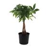 American Plant Exchange Money Tree 10-Inch Pot, Live Bonsai Houseplant, Easy Care Indoor Plant for Home, Office, or Garden Decor view 1