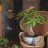 American Plant Exchange Money Tree 10-Inch Pot, Live Bonsai Houseplant, Easy Care Indoor Plant for Home, Office, or Garden Decor view 2