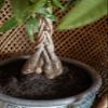 American Plant Exchange Money Tree 10-Inch Pot, Live Bonsai Houseplant, Easy Care Indoor Plant for Home, Office, or Garden Decor view 3