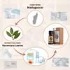 AKARZ Ravensara Essential Oil Natural Organic Pure Premium Therapeutic Ravensara Oil for Skin Body Hair Care,Diffuser, Candle,Soap,Making, DIY,Massage Aroma 0.34 Fl Oz (10ml) view 2