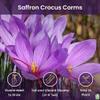 5 Saffron Sativus Crocus Corms - Huge 10+ cm Corms for Planting - Saffron Crocus Bulbs with Complete Planting Instructions - Premium Crocus Sativus Bulbs for 2025 Garden Harvest view 2