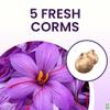 5 Saffron Sativus Crocus Corms - Huge 10+ cm Corms for Planting - Saffron Crocus Bulbs with Complete Planting Instructions - Premium Crocus Sativus Bulbs for 2025 Garden Harvest view 3