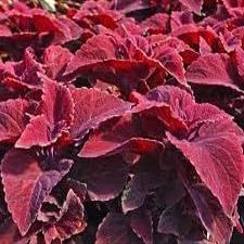 (2) Caladiums, Seafoam Pink Caladium Bulbs