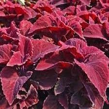 (2) Caladiums, Seafoam Pink Caladium Bulbs