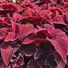 (2) Caladiums, Seafoam Pink Caladium Bulbs view 1