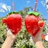DULRLLY 2Pcs 17 Oz Strawberry Cups with Straw and Strawberry Pendant Kawaii Cup with Lid Portable Cute Water Bottle Mug for Gift Home Office School for Boba Tea view 3