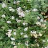 Abre Camino (Road Opener) Dried Herb for Prosperity and Spiritual Cleansing use in Money Spells traditional Voodoo - Hoodoo - Santeria view 3