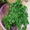 ROSEVILLA Foodherbs Gudrisag Powder 200 GMS/Garundi/Honagonne/Ponnanganni Keerai view 2