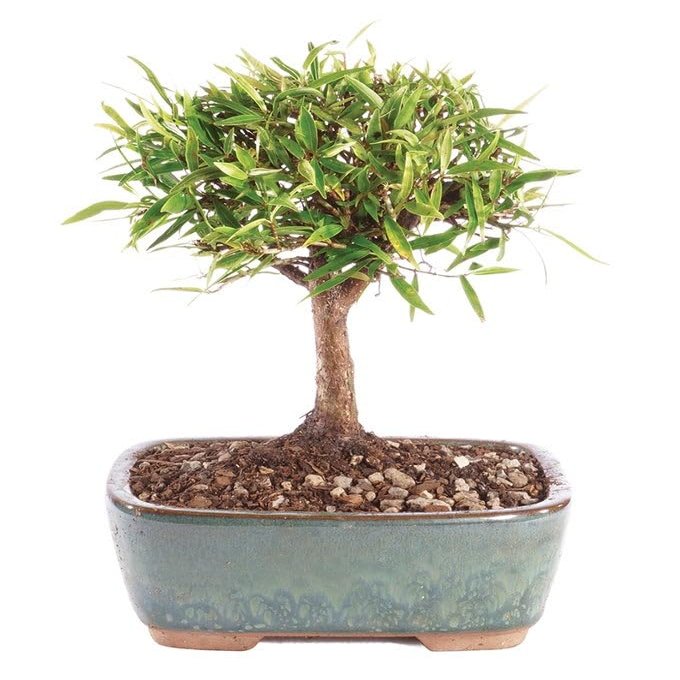 From You Flowers - Narrow Leaf Ficus Bonsai Planter for Birthday, Anniversary, Get Well or Celebration