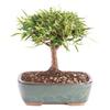 From You Flowers - Narrow Leaf Ficus Bonsai Planter for Birthday, Anniversary, Get Well or Celebration view 1