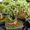 From You Flowers - Narrow Leaf Ficus Bonsai Planter for Birthday, Anniversary, Get Well or Celebration view 2