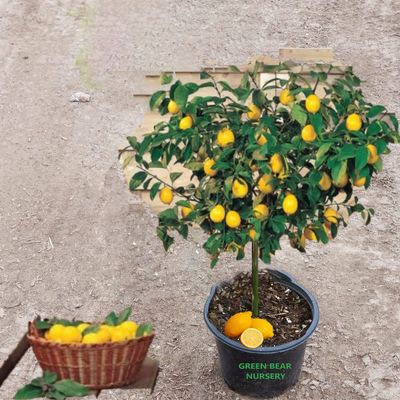 Lemon Fruit Tree Eureka Variety Bonsai Lemon Tree grafted