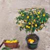 Lemon Fruit Tree Eureka Variety Bonsai Lemon Tree grafted view 1