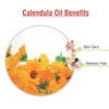 Calendula (Calendula officinalis) Oil - 3.38 Fl Oz (100ml) view 2