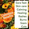 Calendula (Calendula officinalis) Oil - 3.38 Fl Oz (100ml) view 4