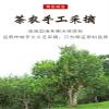 2017 Phoenix Dance Nine Days Raw Pu-erh Tea Cake, 357g, from Xinghai view 4