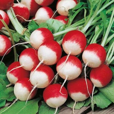 100+ pk Sparkler White Tip Radish Seed, Home Garden, Sprouting Seeds