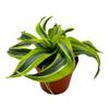 BubbleBlooms Dracena Lemon Surprise 4 inch deremensis, Lemon Lime fragans view 1