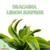 BubbleBlooms Dracena Lemon Surprise 4 inch deremensis, Lemon Lime fragans view 2