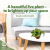 BubbleBlooms Dracena Lemon Surprise 4 inch deremensis, Lemon Lime fragans view 4