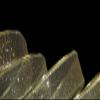 1 Pcs 1 1/2"W Wired Ribbon Gold Glitter Dot Mesh 5 Yards, Ribbon for Gift Wrapping | #AA120RK view 1
