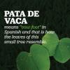 Pata de Vaca (1 LB) view 3