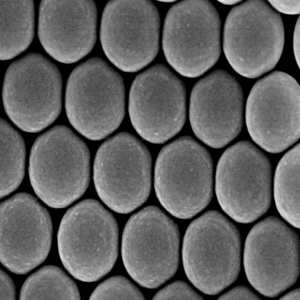 Alpha Nanotech Colloidal Polystyrene Beads (Carboxylated; 900 nm, 10 mg/ml, 10 ml)