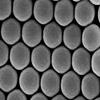 Alpha Nanotech Colloidal Polystyrene Beads (Carboxylated; 900 nm, 10 mg/ml, 10 ml) view 1