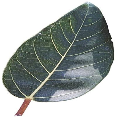 ROSEVILLA Cluster Fig (Gular) Dried Tender Leaf Powder 50 gm