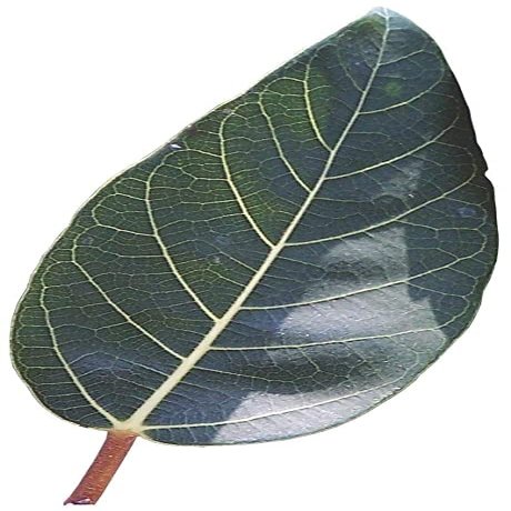 ROSEVILLA Cluster Fig (Gular) Dried Tender Leaf Powder 50 gm