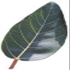 ROSEVILLA Cluster Fig (Gular) Dried Tender Leaf Powder 50 gm view 1