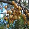 seasol Bakayan Phal - Bakain Phal - Melia Azedarach - Bakayan Fruit 100Grm view 2