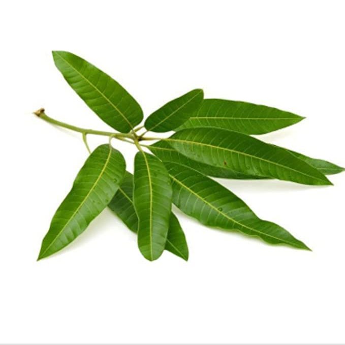 ROSEVILLA Pooja Mango Leaves
