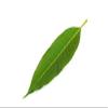 ROSEVILLA Pooja Mango Leaves view 2
