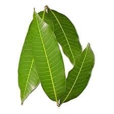 ROSEVILLA Manni Mango Leaves (50 leaves)