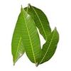 ROSEVILLA Manni Mango Leaves (50 leaves) view 1