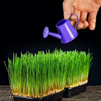 5 Pounds of Wheat Microgreens Seeds to Grow - Wheat Berries to Germinate