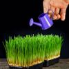 5 Pounds of Wheat Microgreens Seeds to Grow - Wheat Berries to Germinate view 1