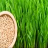 5 Pounds of Wheat Microgreens Seeds to Grow - Wheat Berries to Germinate view 2