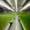 5 Pounds of Wheat Microgreens Seeds to Grow - Wheat Berries to Germinate view 3