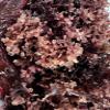Alkaline Herb Store Raw Chrondrus Crispus Sea Moss Red 4 OZ (Irish Sea Moss) view 4