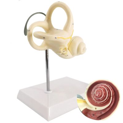 Inner Ear Model Labyrinth Model 2 Part 8X Cochlea Semicircular Canal & Vestibule Open Medical Anatomical Medical Teaching DIY Supply