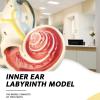 Inner Ear Model Labyrinth Model 2 Part 8X Cochlea Semicircular Canal & Vestibule Open Medical Anatomical Medical Teaching DIY Supply view 2