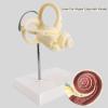Inner Ear Model Labyrinth Model 2 Part 8X Cochlea Semicircular Canal & Vestibule Open Medical Anatomical Medical Teaching DIY Supply view 4