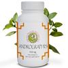 Andrographis Capsules (Andrographis paniculata) Herb 450 mg 100 Capsules Made in USA - Cold Prevention And Immune Support Supplements - Organic, Non-GMO, Gluten-free, Vegetarian GMP Standards view 1