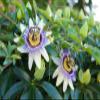 100g Organic Passion Flower Tea Healthy Sun Dried Whole Plant view 2